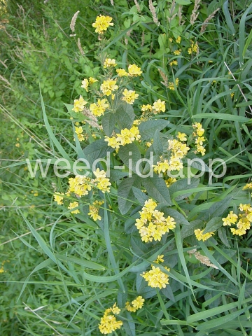 loosestrife, garden